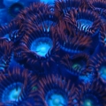polyps under moonlight