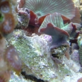 striped shrooms