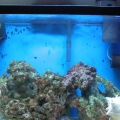 tank in may