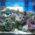 tank in sept