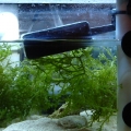 5.5 AGA refugium
