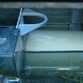 Refugium surface skimmer/return