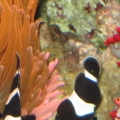 Black & White Ocellaris Clown