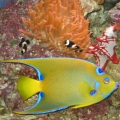 Queen Angelfish