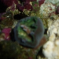 sad_shroom