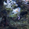 hitch hicker clam