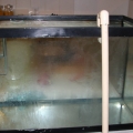 Sump / fuge plumbing