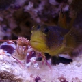 Shrimp & Goby