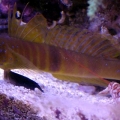Shrimp & Goby