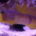 Shrimp & Goby
