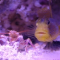 Shrimp & Goby