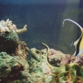 Moorish Idol & Ribbon eel