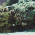 Big Fat Worm