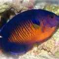 Coral Beauty