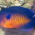 Coral Beauty