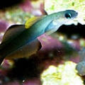 Scissortail Dartfish