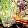 Skunk Cleaner Shrimp