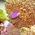 Pink Frogspawn