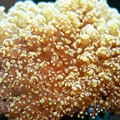 Pink Frogspawn