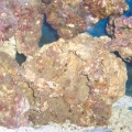 Aquascaping pics before