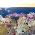 Aquascaping pics after
