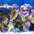 Aquascaping pics after