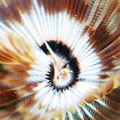 inside worm