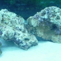 rock1