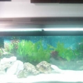 tank11