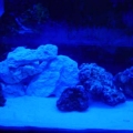 tank4