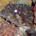 not sure of species