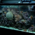 My 40 gal.