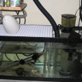 sump_refugium