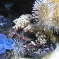 clam_leather_IMG