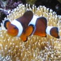 clown_leather_IMG