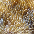 Leather_Coral_IMG