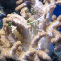 Maybe_Colt_Coral_IMG