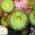 Unknown_Anemone_IMG