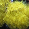 Yellow_Button_polyps_IMG