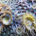 Zoom_up_Zoo_3_IMG