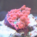 anemone