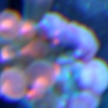 bad shape anemone