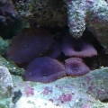 my mushrooms!!!