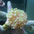 frogspawn! ;D
