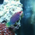 six line wrasse
