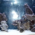 First shot of aquarium