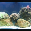 1 1/2month Old First Salt Water Tank