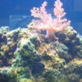 Colt Coral