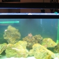 Salt Water Tank before Sump had canister filter