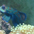 Mandarin2